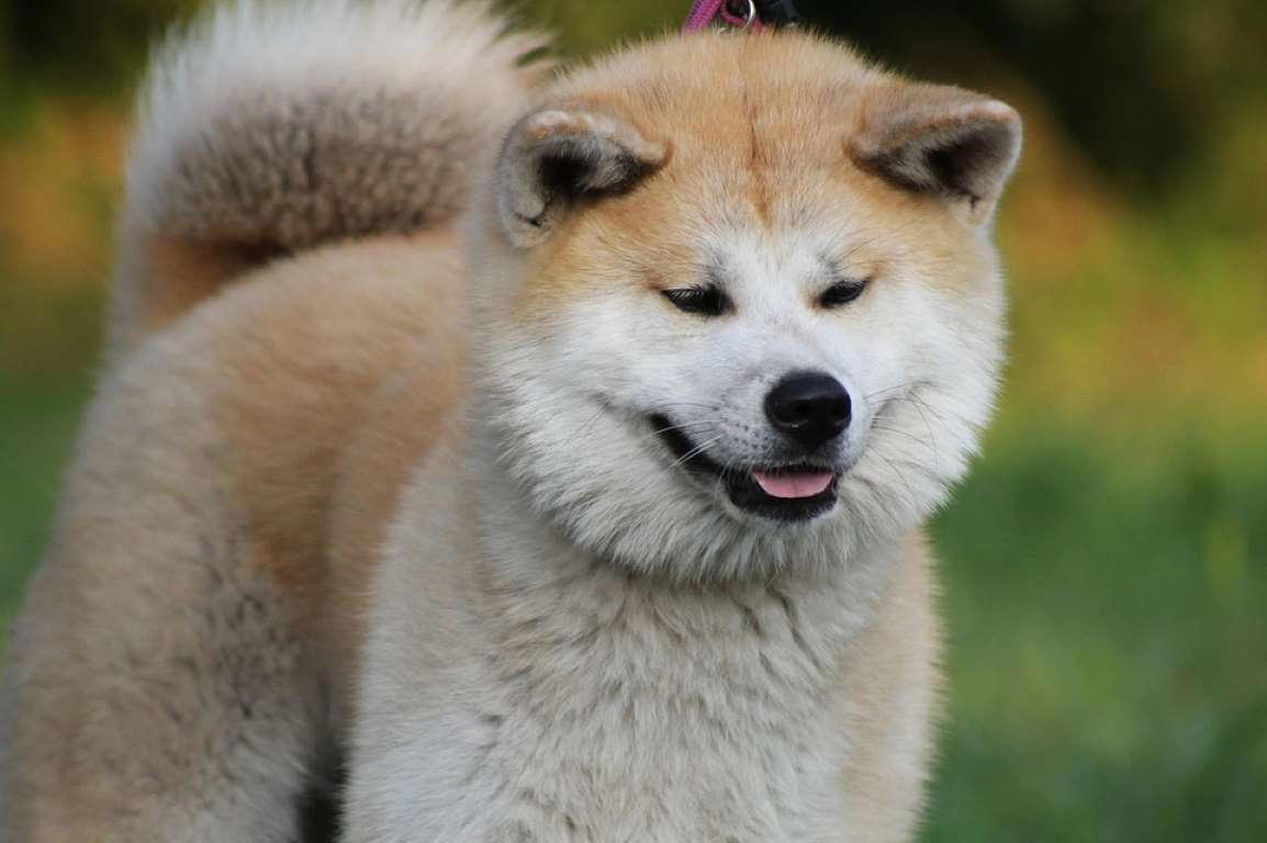 Moscow Watchdog, Bullmastiff, German Shepherd, Rottweiler, Beauceron, Norwegian Elkhound, Swiss Mountain Dog, Belgian Shepherd, Giant Schnauzer, Doberman, Komondor, Staffordshire Bull Terrier, Caucasian Shepherd, Cane corso, Great Dane, American Pitbull terrier, Fila Brasileiro, Boerboel, Rhodesian Ridgeback