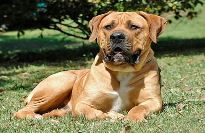 Moscow Watchdog, Bullmastiff, German Shepherd, Rottweiler, Beauceron, Norwegian Elkhound, Swiss Mountain Dog, Belgian Shepherd, Giant Schnauzer, Doberman, Komondor, Staffordshire Bull Terrier, Caucasian Shepherd, Cane corso, Great Dane, American Pitbull terrier, Fila Brasileiro, Boerboel, Rhodesian Ridgeback
