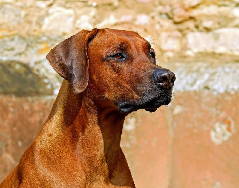 Rhodesian Ridgeback Moscow Watchdog, Bullmastiff, German Shepherd, Rottweiler, Beauceron, Norwegian Elkhound, Swiss Mountain Dog, Belgian Shepherd, Giant Schnauzer, Doberman, Komondor, Staffordshire Bull Terrier, Caucasian Shepherd, Cane corso, Great Dane, American Pitbull terrier, Fila Brasileiro, Rhodesian Ridgeback, Boerboel
