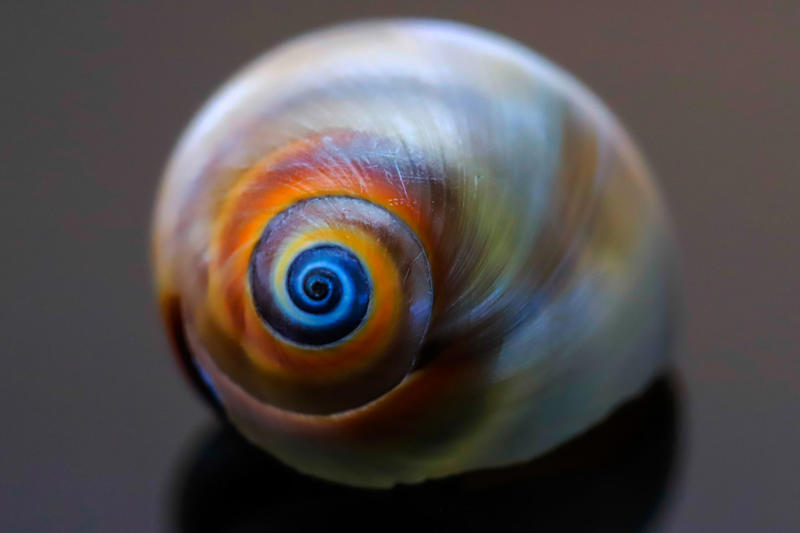 A new class of mathematical shapes Unraveling one of nature’s mysteries, Geometry in nature, Human geometry, How to understand the geometry of nature?, Curved edges, Organic structures, A new class of mathematical shapes, What are "soft cells"?, No sharp angles in nature’s geometry, Soft mosaics, How to fill the space, The Nautilus Shell, Two dimensions, In 3 dimensions, Natural geometry