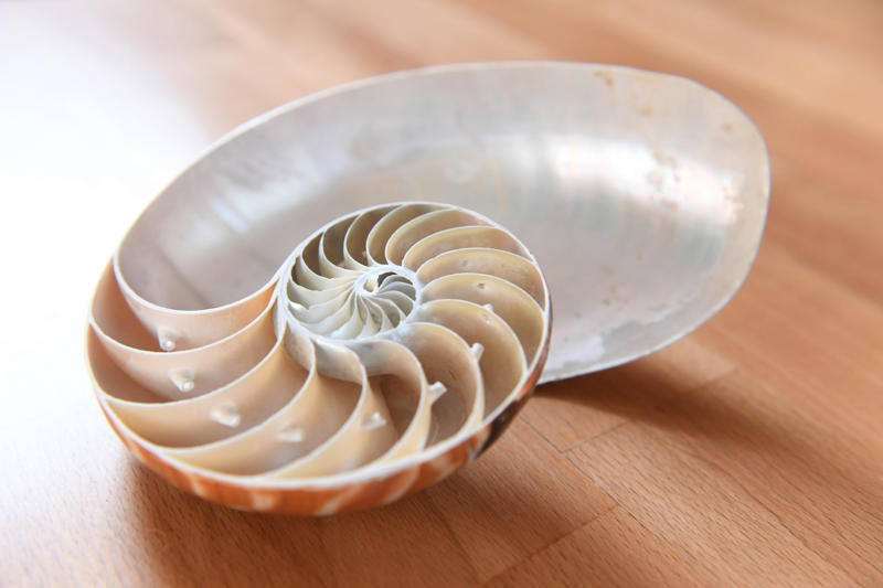 The Nautilus Shell Unraveling one of nature’s mysteries, Geometry in nature, Human geometry, How to understand the geometry of nature?, Curved edges, Organic structures, A new class of mathematical shapes, What are "soft cells"?, No sharp angles in nature’s geometry, Soft mosaics, How to fill the space, The Nautilus Shell, Two dimensions, In 3 dimensions, Natural geometry