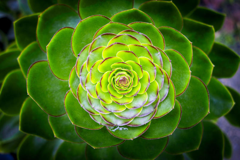 What are Unraveling one of nature’s mysteries, Geometry in nature, Human geometry, How to understand the geometry of nature?, Curved edges, Organic structures, A new class of mathematical shapes, What are "soft cells"?, No sharp angles in nature’s geometry, Soft mosaics, How to fill the space, The Nautilus Shell, Two dimensions, In 3 dimensions, Natural geometry