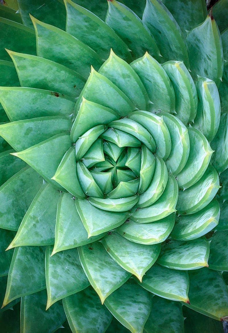 Unraveling one of nature’s mysteries Unraveling one of nature’s mysteries, Geometry in nature, Human geometry, How to understand the geometry of nature?, Curved edges, Organic structures, A new class of mathematical shapes, What are "soft cells"?, No sharp angles in nature’s geometry, Soft mosaics, How to fill the space, The Nautilus Shell, Two dimensions, In 3 dimensions, Natural geometry