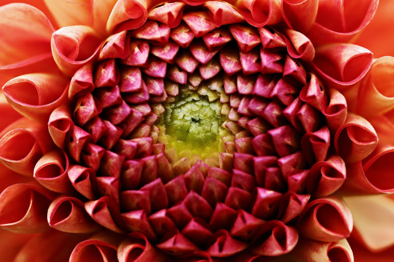 Natural geometry Unraveling one of nature’s mysteries, Geometry in nature, Human geometry, How to understand the geometry of nature?, Curved edges, Organic structures, A new class of mathematical shapes, What are "soft cells"?, No sharp angles in nature’s geometry, Soft mosaics, How to fill the space, The Nautilus Shell, Two dimensions, In 3 dimensions, Natural geometry