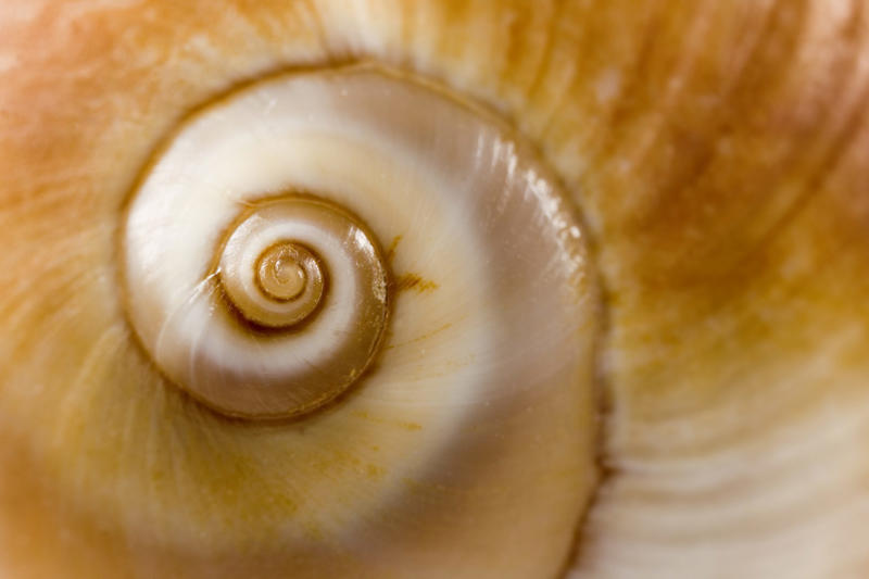Two dimensions Unraveling one of nature’s mysteries, Geometry in nature, Human geometry, How to understand the geometry of nature?, Curved edges, Organic structures, A new class of mathematical shapes, What are "soft cells"?, No sharp angles in nature’s geometry, Soft mosaics, How to fill the space, The Nautilus Shell, Two dimensions, In 3 dimensions, Natural geometry