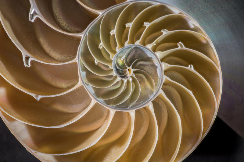In 3 dimensions Unraveling one of nature’s mysteries, Geometry in nature, Human geometry, How to understand the geometry of nature?, Curved edges, Organic structures, A new class of mathematical shapes, What are "soft cells"?, No sharp angles in nature’s geometry, Soft mosaics, How to fill the space, The Nautilus Shell, Two dimensions, In 3 dimensions, Natural geometry