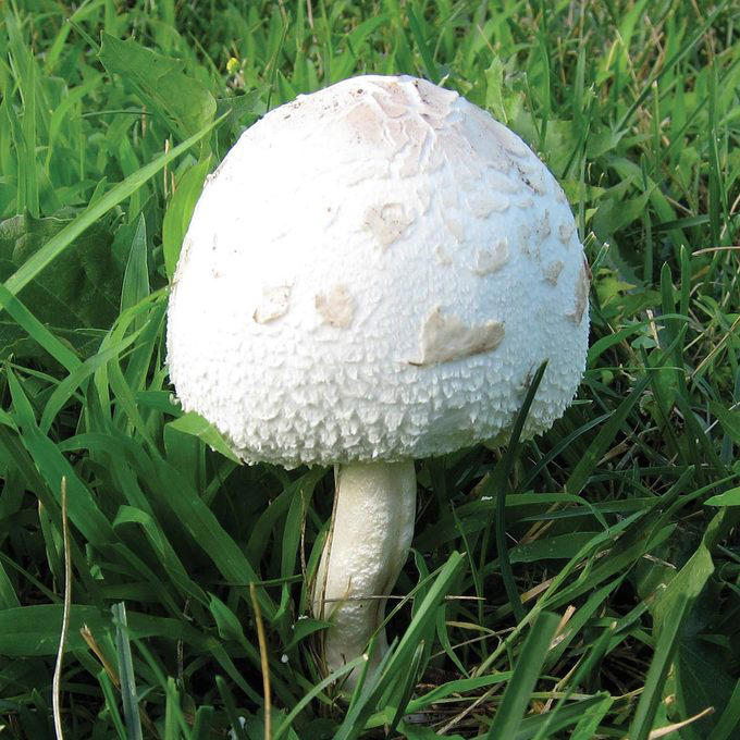 An Eroding Slope, Additional Expert Insight, Heavy Shade Kills Grass, Additional Expert Insight, “Gumbo” Soil Won’t Drain, Additional Expert Insight, Multiplying Mushrooms, Expert Insight, Seasonal Swamp, Expert Insight, Boggy backyard, Additional Expert Insight, About the Experts