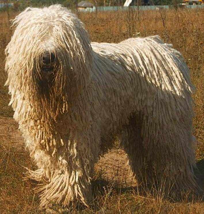 Moscow Watchdog, Bullmastiff, German Shepherd, Rottweiler, Beauceron, Norwegian Elkhound, Swiss Mountain Dog, Belgian Shepherd, Giant Schnauzer, Doberman, Komondor, Staffordshire Bull Terrier, Caucasian Shepherd, Cane corso, Great Dane, American Pitbull terrier, Fila Brasileiro, Boerboel, Rhodesian Ridgeback