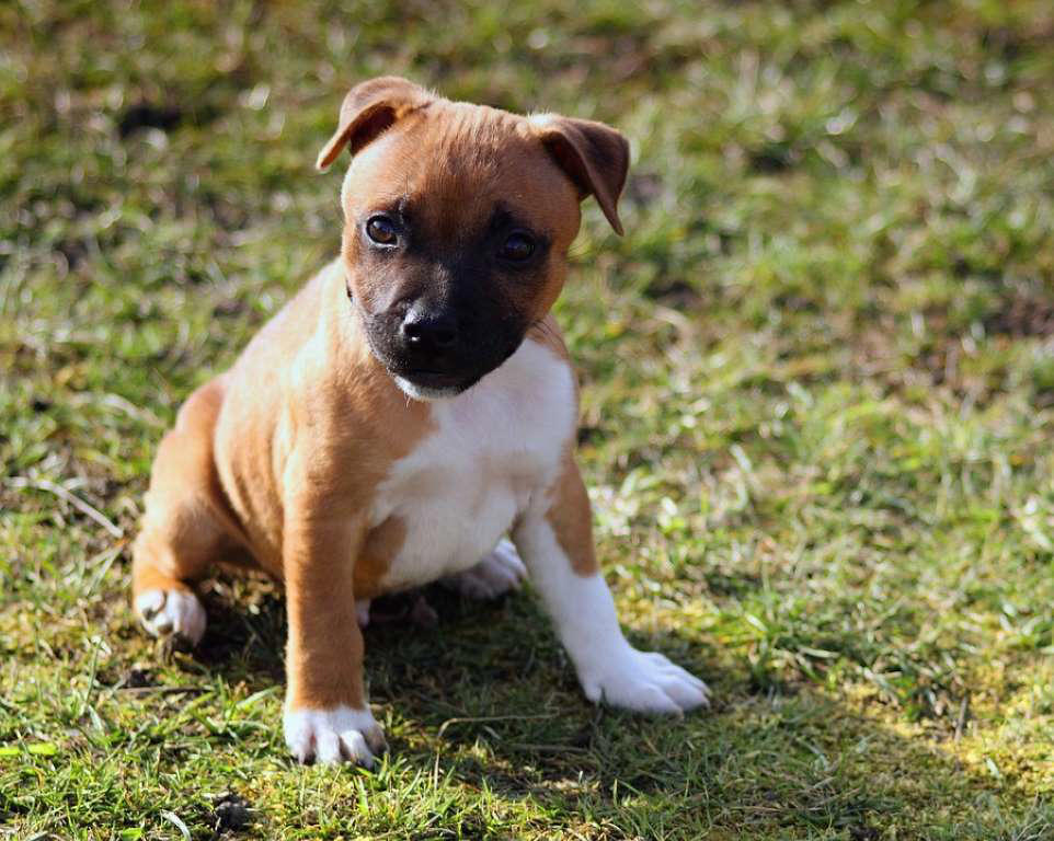 Moscow Watchdog, Bullmastiff, German Shepherd, Rottweiler, Beauceron, Norwegian Elkhound, Swiss Mountain Dog, Belgian Shepherd, Giant Schnauzer, Doberman, Komondor, Staffordshire Bull Terrier, Caucasian Shepherd, Cane corso, Great Dane, American Pitbull terrier, Fila Brasileiro, Boerboel, Rhodesian Ridgeback