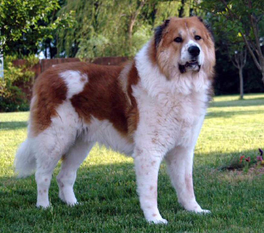 Moscow Watchdog, Bullmastiff, German Shepherd, Rottweiler, Beauceron, Norwegian Elkhound, Swiss Mountain Dog, Belgian Shepherd, Giant Schnauzer, Doberman, Komondor, Staffordshire Bull Terrier, Caucasian Shepherd, Cane corso, Great Dane, American Pitbull terrier, Fila Brasileiro, Boerboel, Rhodesian Ridgeback