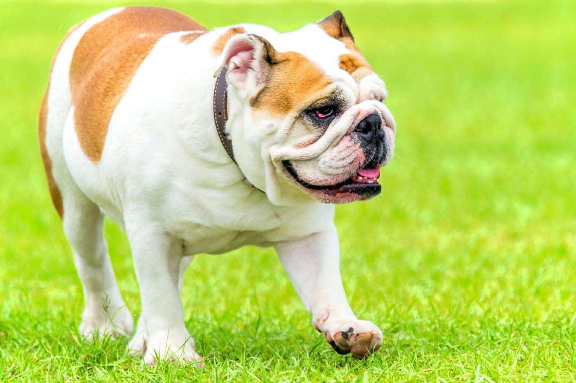 Moscow Watchdog, Bullmastiff, German Shepherd, Rottweiler, Beauceron, Norwegian Elkhound, Swiss Mountain Dog, Belgian Shepherd, Giant Schnauzer, Doberman, Komondor, Staffordshire Bull Terrier, Caucasian Shepherd, Cane corso, Great Dane, American Pitbull terrier, Fila Brasileiro, Boerboel, Rhodesian Ridgeback