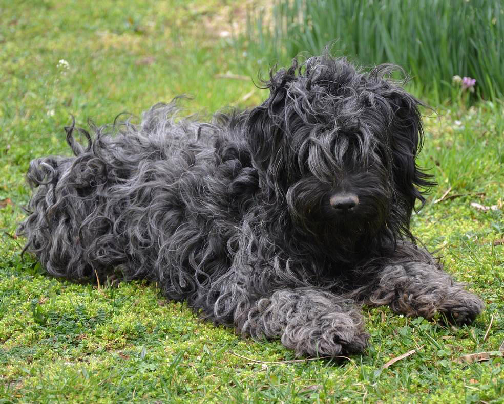 Moscow Watchdog, Bullmastiff, German Shepherd, Rottweiler, Beauceron, Norwegian Elkhound, Swiss Mountain Dog, Belgian Shepherd, Giant Schnauzer, Doberman, Komondor, Staffordshire Bull Terrier, Caucasian Shepherd, Cane corso, Great Dane, American Pitbull terrier, Fila Brasileiro, Boerboel, Rhodesian Ridgeback