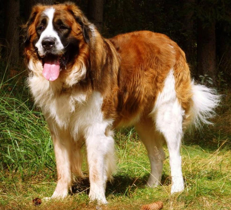 Moscow Watchdog, Bullmastiff, German Shepherd, Rottweiler, Beauceron, Norwegian Elkhound, Swiss Mountain Dog, Belgian Shepherd, Giant Schnauzer, Doberman, Komondor, Staffordshire Bull Terrier, Caucasian Shepherd, Cane corso, Great Dane, American Pitbull terrier, Fila Brasileiro, Boerboel, Rhodesian Ridgeback