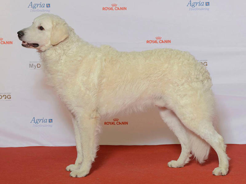 Kuvasz Moscow Watchdog, Bullmastiff, German Shepherd, Rottweiler, Beauceron, Norwegian Elkhound, Swiss Mountain Dog, Belgian Shepherd, Giant Schnauzer, Doberman, Komondor, Staffordshire Bull Terrier, Caucasian Shepherd, Cane corso, Great Dane, American Pitbull terrier, Fila Brasileiro, Rhodesian Ridgeback, Boerboel