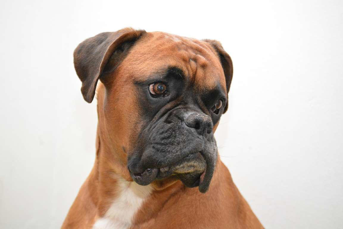 Boxer Moscow Watchdog, Bullmastiff, German Shepherd, Rottweiler, Beauceron, Norwegian Elkhound, Swiss Mountain Dog, Belgian Shepherd, Giant Schnauzer, Doberman, Komondor, Staffordshire Bull Terrier, Caucasian Shepherd, Cane corso, Great Dane, American Pitbull terrier, Fila Brasileiro, Rhodesian Ridgeback, Boerboel