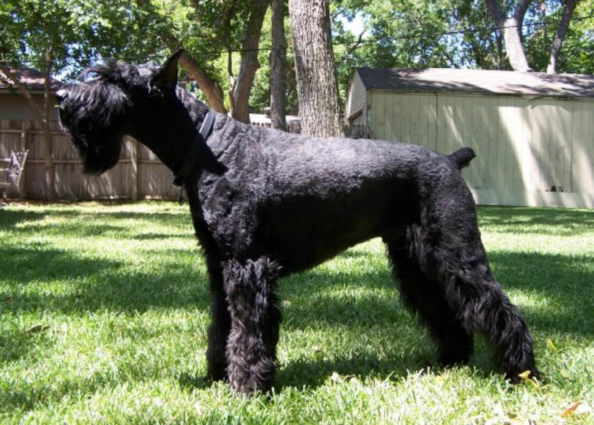 Giant Schnauzer Moscow Watchdog, Bullmastiff, German Shepherd, Rottweiler, Beauceron, Norwegian Elkhound, Swiss Mountain Dog, Belgian Shepherd, Giant Schnauzer, Doberman, Komondor, Staffordshire Bull Terrier, Caucasian Shepherd, Cane corso, Great Dane, American Pitbull terrier, Fila Brasileiro, Rhodesian Ridgeback, Boerboel