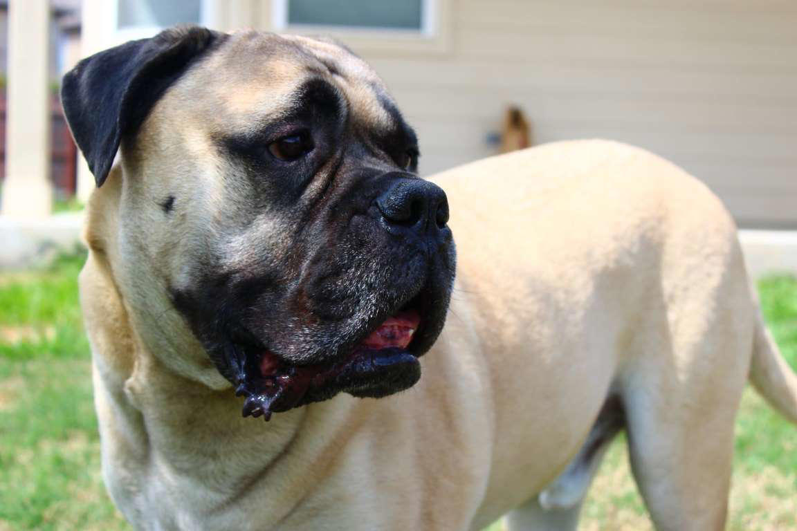 Bullmastiff Moscow Watchdog, Bullmastiff, German Shepherd, Rottweiler, Beauceron, Norwegian Elkhound, Swiss Mountain Dog, Belgian Shepherd, Giant Schnauzer, Doberman, Komondor, Staffordshire Bull Terrier, Caucasian Shepherd, Cane corso, Great Dane, American Pitbull terrier, Fila Brasileiro, Rhodesian Ridgeback, Boerboel