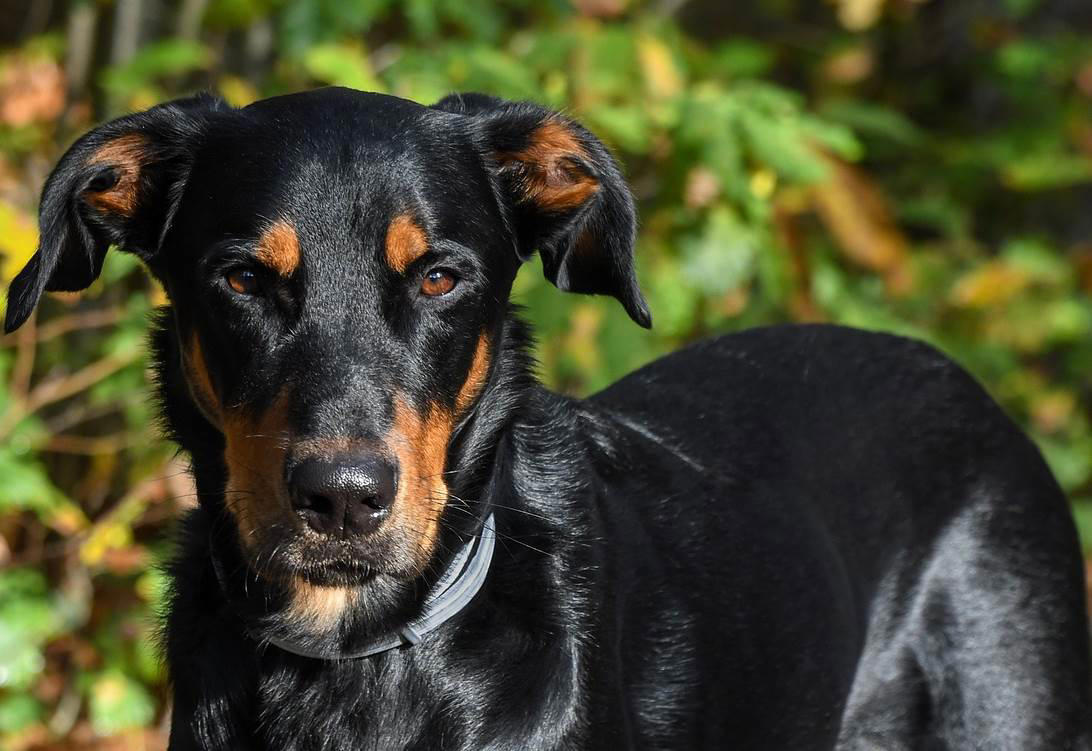 Beauceron Moscow Watchdog, Bullmastiff, German Shepherd, Rottweiler, Beauceron, Norwegian Elkhound, Swiss Mountain Dog, Belgian Shepherd, Giant Schnauzer, Doberman, Komondor, Staffordshire Bull Terrier, Caucasian Shepherd, Cane corso, Great Dane, American Pitbull terrier, Fila Brasileiro, Rhodesian Ridgeback, Boerboel