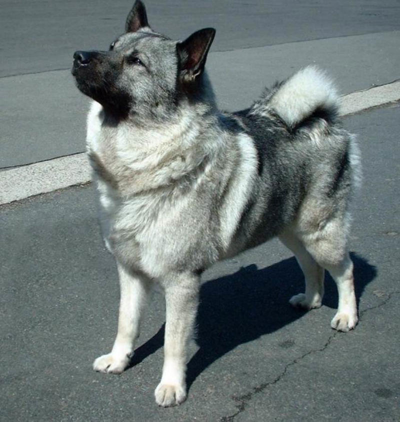 Norwegian Elkhound Moscow Watchdog, Bullmastiff, German Shepherd, Rottweiler, Beauceron, Norwegian Elkhound, Swiss Mountain Dog, Belgian Shepherd, Giant Schnauzer, Doberman, Komondor, Staffordshire Bull Terrier, Caucasian Shepherd, Cane corso, Great Dane, American Pitbull terrier, Fila Brasileiro, Rhodesian Ridgeback, Boerboel