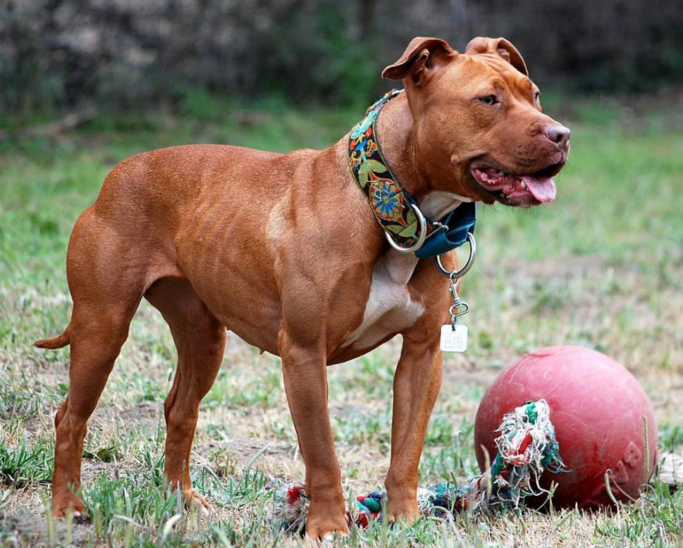 American Pitbull terrier Moscow Watchdog, Bullmastiff, German Shepherd, Rottweiler, Beauceron, Norwegian Elkhound, Swiss Mountain Dog, Belgian Shepherd, Giant Schnauzer, Doberman, Komondor, Staffordshire Bull Terrier, Caucasian Shepherd, Cane corso, Great Dane, American Pitbull terrier, Fila Brasileiro, Rhodesian Ridgeback, Boerboel