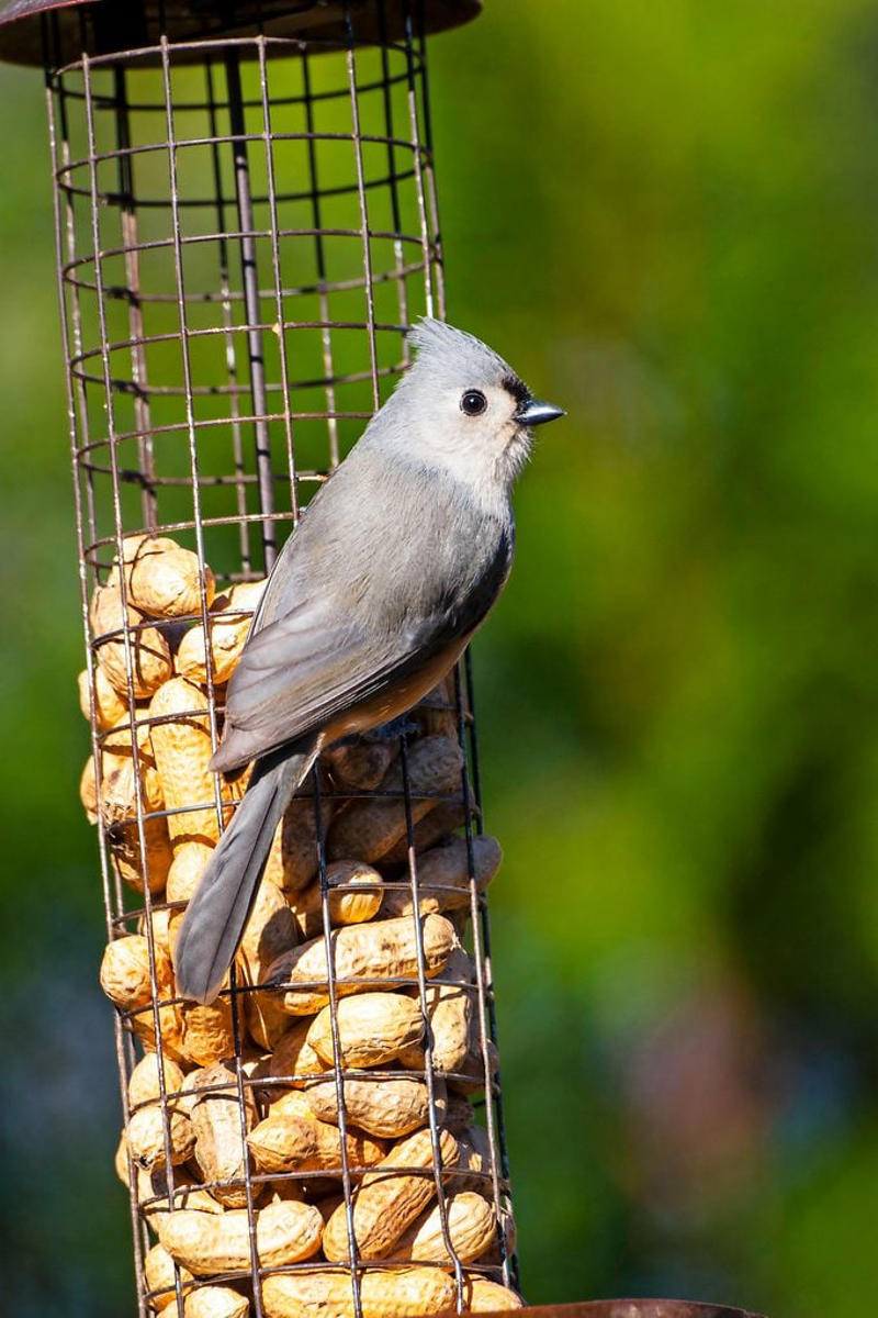 Why You Should Offer Peanuts to Birds, Birds That Eat Peanuts, Shell or No Shell?, Keep Peanut Feeders Clean, Battling Squirrels