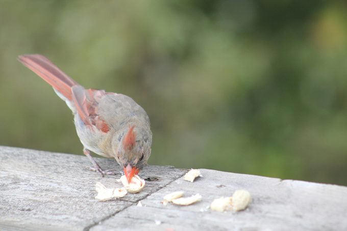Why You Should Offer Peanuts to Birds, Birds That Eat Peanuts, Shell or No Shell?, Keep Peanut Feeders Clean, Battling Squirrels
