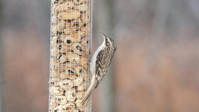 Why You Should Offer Peanuts to Birds, Birds That Eat Peanuts, Shell or No Shell?, Keep Peanut Feeders Clean, Battling Squirrels