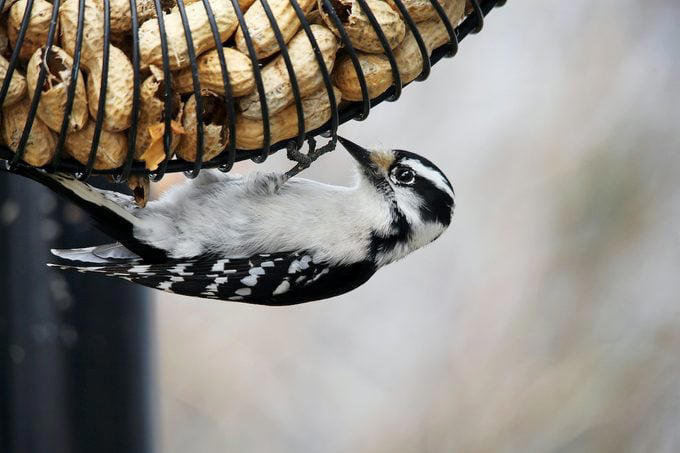Why You Should Offer Peanuts to Birds, Birds That Eat Peanuts, Shell or No Shell?, Keep Peanut Feeders Clean, Battling Squirrels