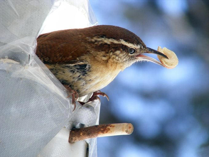 Why You Should Offer Peanuts to Birds, Birds That Eat Peanuts, Shell or No Shell?, Keep Peanut Feeders Clean, Battling Squirrels