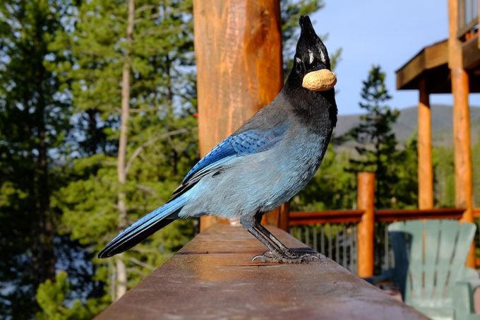 Why You Should Offer Peanuts to Birds, Birds That Eat Peanuts, Shell or No Shell?, Keep Peanut Feeders Clean, Battling Squirrels