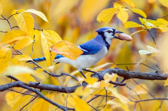 Why You Should Offer Peanuts to Birds, Birds That Eat Peanuts, Shell or No Shell?, Keep Peanut Feeders Clean, Battling Squirrels