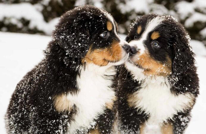 Best small dogs for travel , Best large dogs for travel , Prepare your pup for travel, Choose dog-friendly travel destinations, Final thought on the best dogs for travel