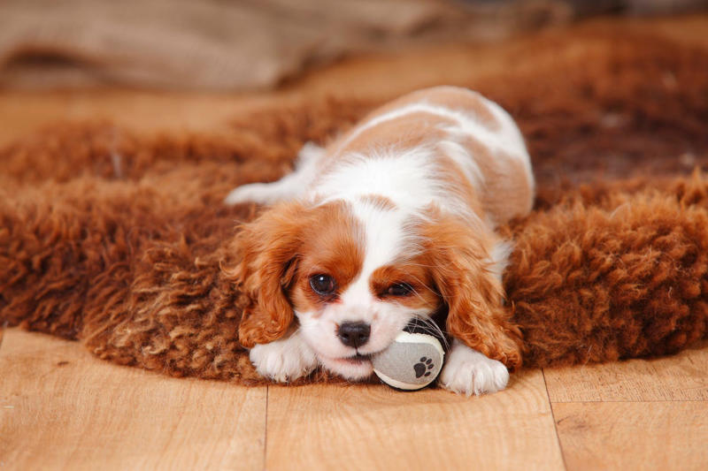 1) Cavalier King Charles Spaniel, 2) French Bulldog, 3) Shih Tzu, 4) Pomeranian, 5) Havanese, 6) Maltese, 7) Toy Poodle, 8) Chihuahua, 9) Boston Terrier, 10) Pekingese, 11) Bichon Frise, 12) Papillon, 13) Yorkshire Terrier, 14) Lhasa Apso, 15) Japanese Chin