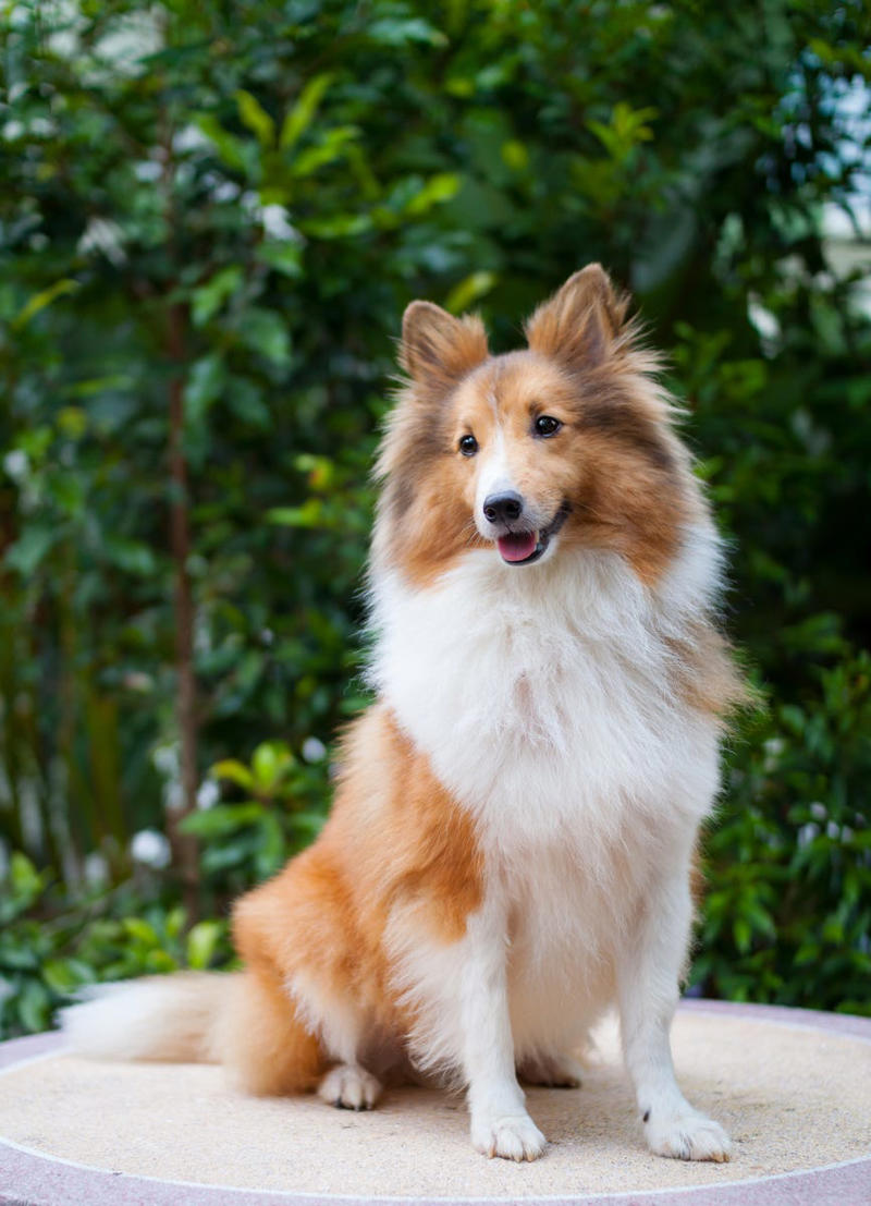 Labrador Retriever, Golden Retriever, American Pit Bull Terrier, Cavalier King Charles Spaniel, Bichon Frise, Shih Tzu, Shetland Sheepdog, English Mastiff, Newfoundland, Irish Setter