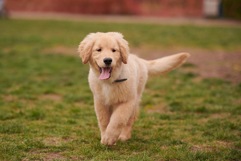 1) Labrador Retriever, 2) Golden Retriever, 3) Cavalier King Charles Spaniel, 4) Miniature Poodle, 5) Beagle, 6) Shih Tzu, 7) Boxer, 8) French Bulldog, 10) Basset Hound