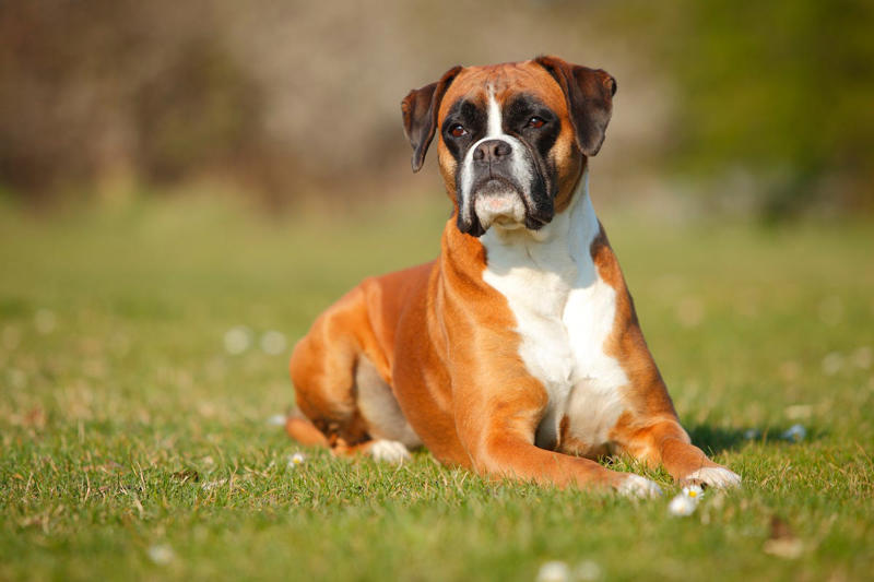 Labrador Retriever, Golden Retriever, American Pit Bull Terrier, Cavalier King Charles Spaniel, Bichon Frise, Shih Tzu, Shetland Sheepdog, English Mastiff, Newfoundland, Irish Setter