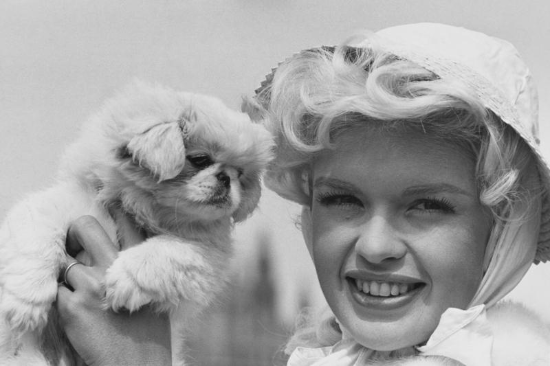 1950年代のハリウッドを席巻, 抜群のプロポーション, ジェーンの髪はブルネット, 17歳で最初の結婚, 美人コンテストに出場, ブロンドに染める, 『女はそれを我慢できない』（1956年）, ゴールデングローブ賞を受賞, ソフィア・ローレンとの邂逅, 時代遅れの存在に, ビートルズとナイトクラブで, ハリウッドから忘れ去られる, 晩年はナイトクラブや低予算映画に, 自動車事故で死亡, 前方のトレーラーにめりこむ, 「マンスフィールド・バー」