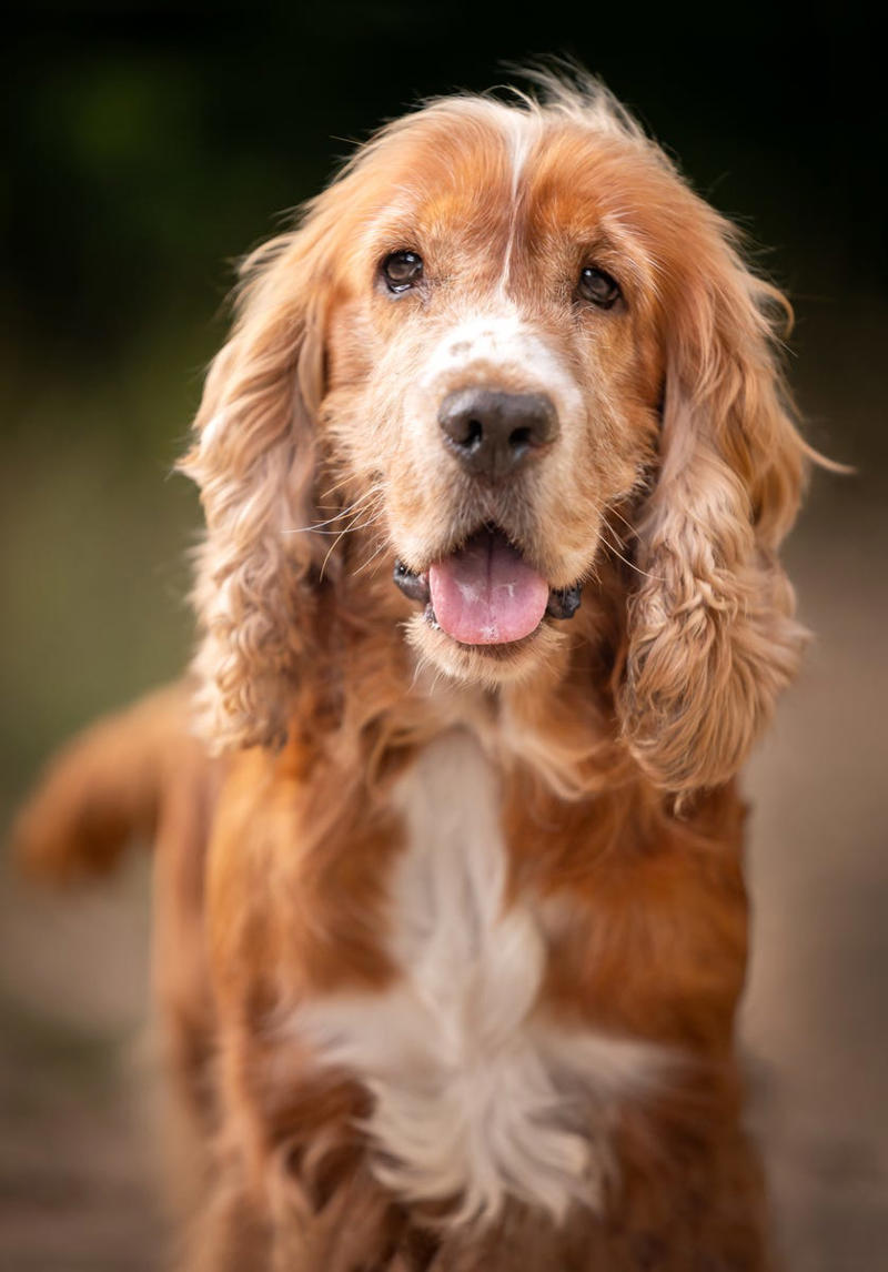Cocker Spaniel, Bichon Frise, English Setter, Australian Terrier, Havanese, Smooth Collie