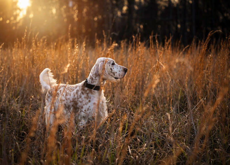 Cocker Spaniel, Bichon Frise, English Setter, Australian Terrier, Havanese, Smooth Collie