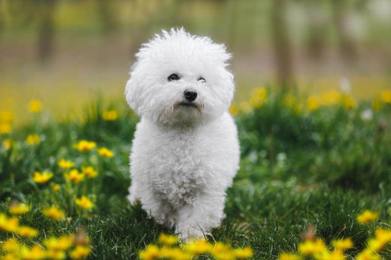 Cocker Spaniel, Bichon Frise, English Setter, Australian Terrier, Havanese, Smooth Collie