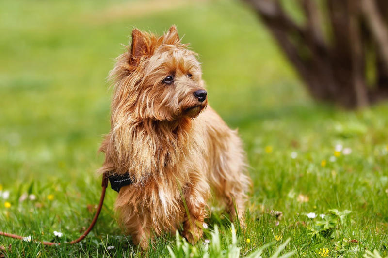 Cocker Spaniel, Bichon Frise, English Setter, Australian Terrier, Havanese, Smooth Collie