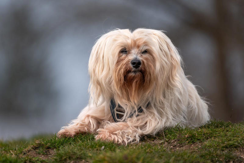 Cocker Spaniel, Bichon Frise, English Setter, Australian Terrier, Havanese, Smooth Collie