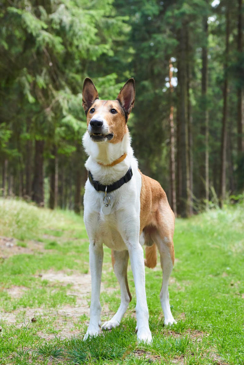 Cocker Spaniel, Bichon Frise, English Setter, Australian Terrier, Havanese, Smooth Collie