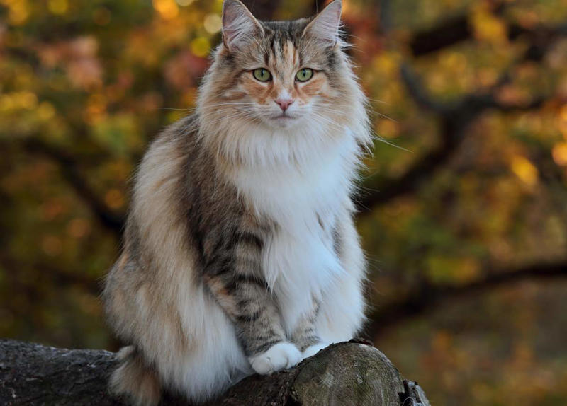 Maine Coon, Scottish Fold, Tonkinese, Turkish Angora, Abyssinian, Havana Brown, Norwegian Forest Cat, Russian Blue