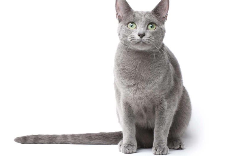 Maine Coon, Scottish Fold, Tonkinese, Turkish Angora, Abyssinian, Havana Brown, Norwegian Forest Cat, Russian Blue