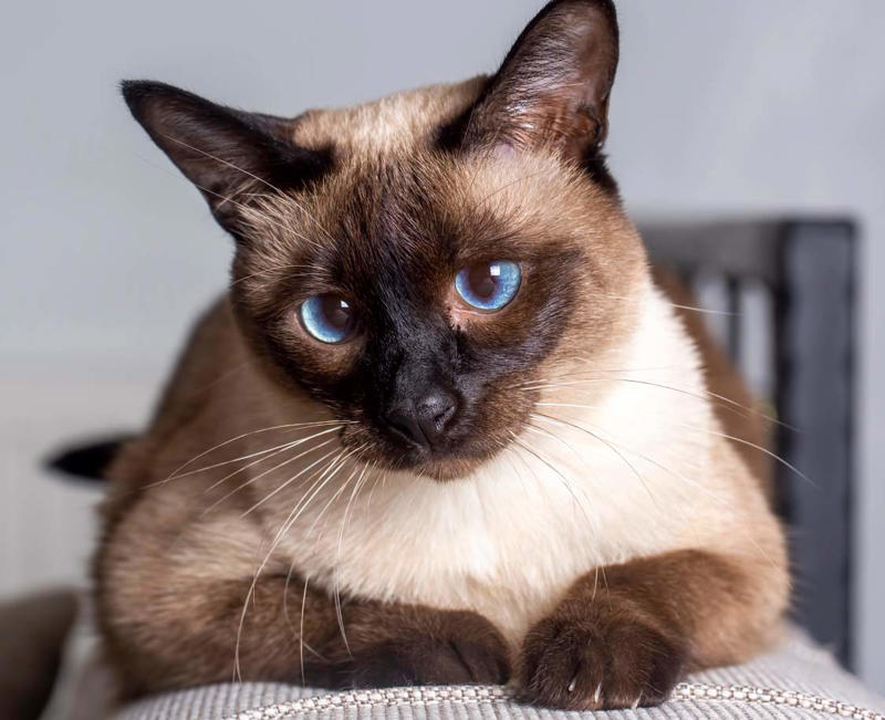 Maine Coon, Scottish Fold, Tonkinese, Turkish Angora, Abyssinian, Havana Brown, Norwegian Forest Cat, Russian Blue
