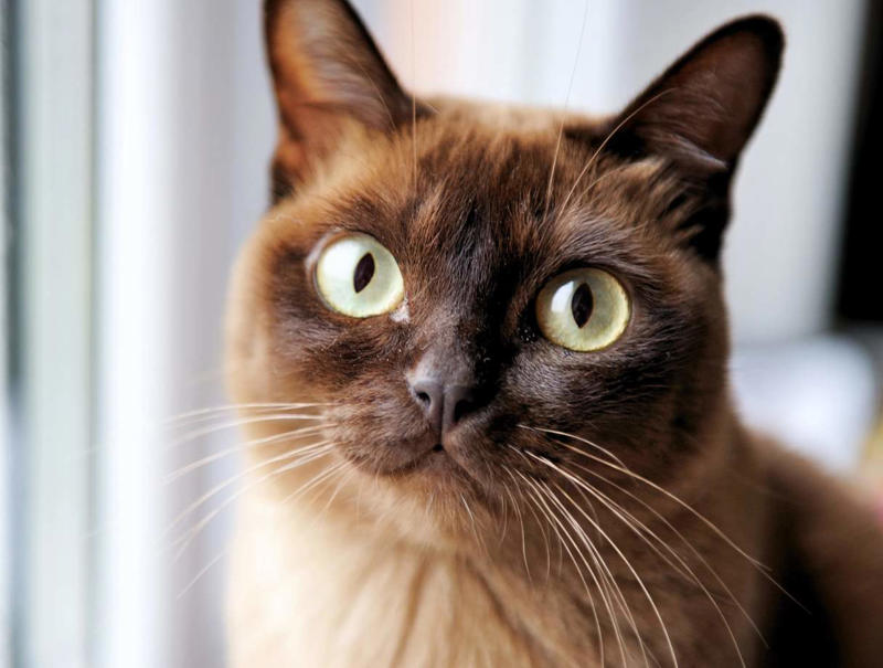 Maine Coon, Scottish Fold, Tonkinese, Turkish Angora, Abyssinian, Havana Brown, Norwegian Forest Cat, Russian Blue