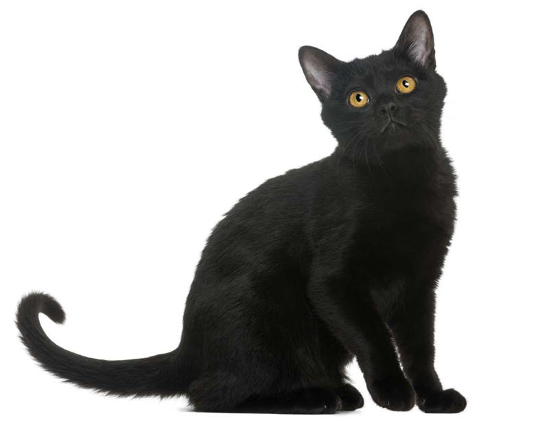 Maine Coon, Scottish Fold, Tonkinese, Turkish Angora, Abyssinian, Havana Brown, Norwegian Forest Cat, Russian Blue