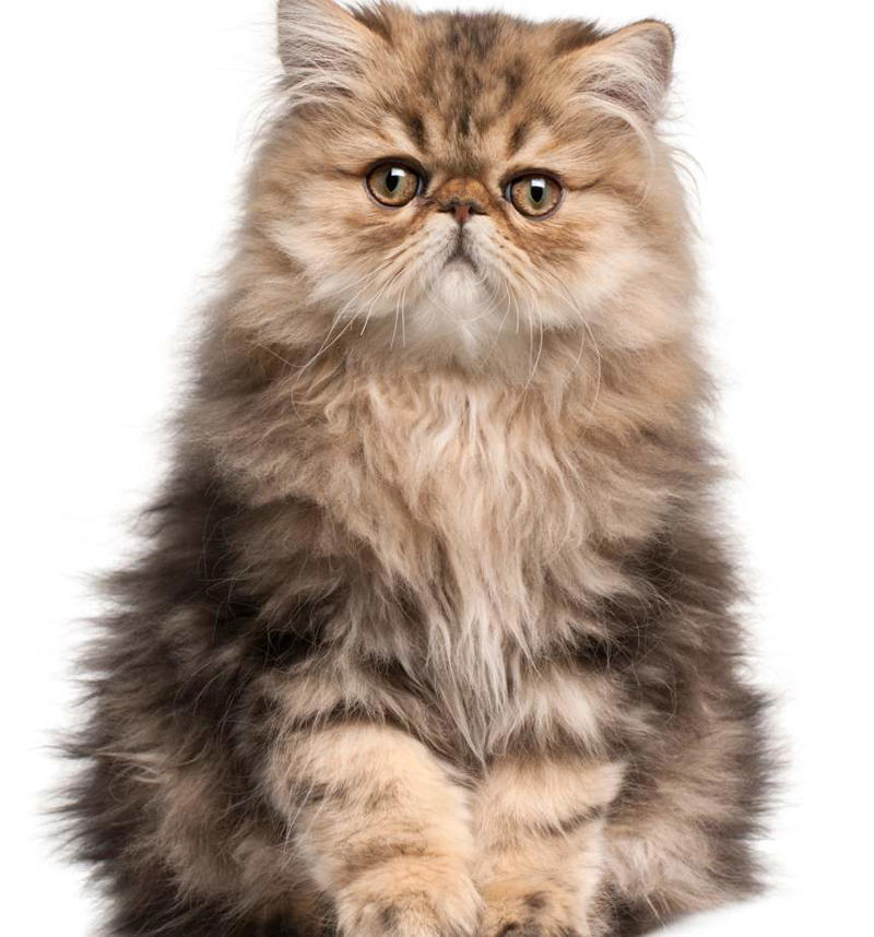 Maine Coon, Scottish Fold, Tonkinese, Turkish Angora, Abyssinian, Havana Brown, Norwegian Forest Cat, Russian Blue