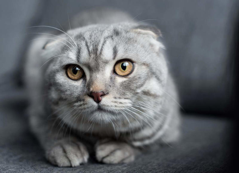 Maine Coon, Scottish Fold, Tonkinese, Turkish Angora, Abyssinian, Havana Brown, Norwegian Forest Cat, Russian Blue